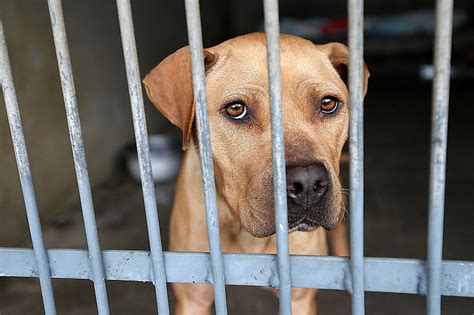 Winnebago county animal shelter - WINNEBAGO — The Winnebago County Animal Services is now offering a reduced adoption fee of $20. This comes due to an increase of dogs in the shelter and following the temporary suspension of ...